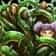 Icon for 102359